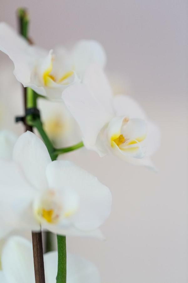 Apartment Natur Bled Luaran gambar
